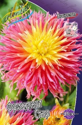Георгин Фринджет Стар (1шт) 3613