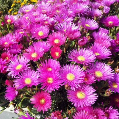 Делосперма Купера Созвездие, гранул. пробирка 7шт