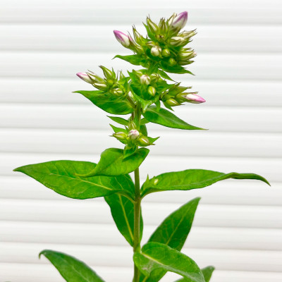 Флокс Свиззл (Р5)