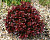 Барбарис тунб. Атропурпурея Нана 4915