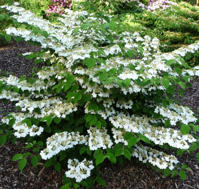 Калина складчатая Каскад 7398