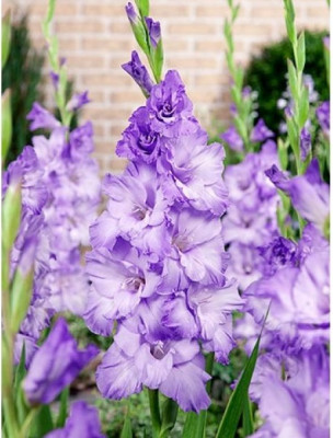 Гладиолус Одесса (1шт)