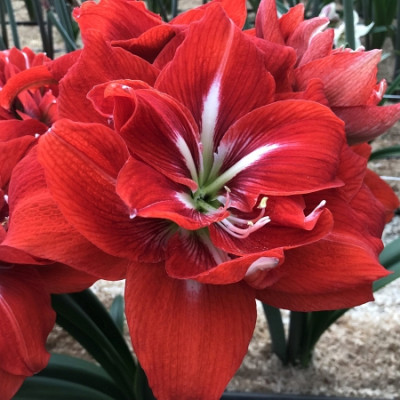 Амариллис Хэппи Нимф (1шт) 1946