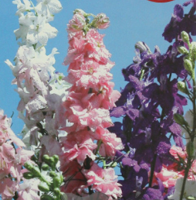 Дельфиниум Радуга смесь 1г