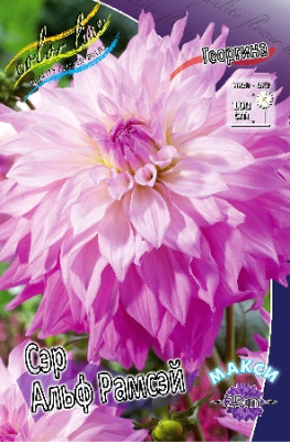 Георгина Сэр Альф Рамсэй макси (1шт) 3660