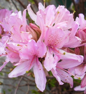 Азалия японская Вестерн Лайтс 5610