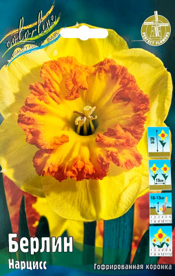 Нарцисс Берлин (1шт)