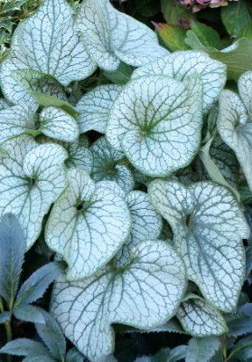 Бруннера Александерс Грет (1шт)  5437