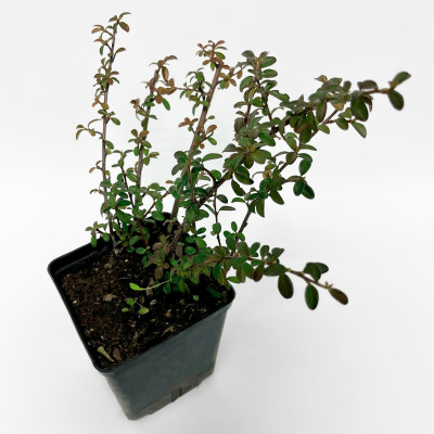 Кизильник Корал Бьюти (2)