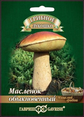 Грибы Масленок на зерновом субстрате 15 мл