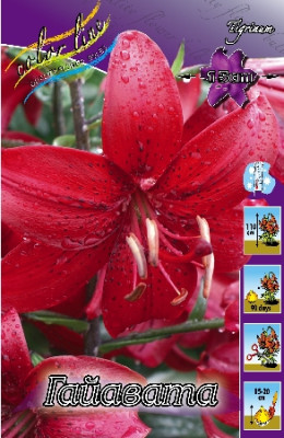 Лилия Гайавата (1шт) 1468
