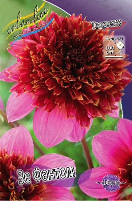 Георгин Зе Фантом (1шт) 3599