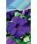 Петуния Танго блю