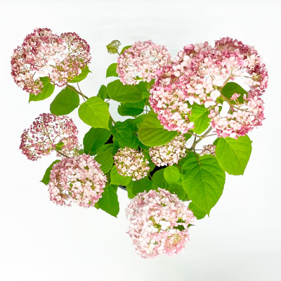 Гортензия древовидная Кандибелле Сперминт (2)