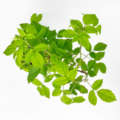 Малина Лячка 5675 (2)