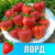 Земляника (Клубника) Лорд в стаканчике Земляника (Клубника) Лорд в стаканчике