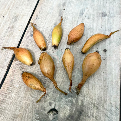 Лук севок ШАЛОТ желтый (3)