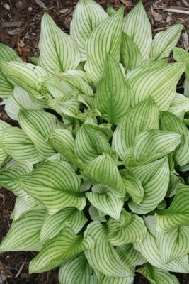 Хоста Зебра Страйпс (1шт)