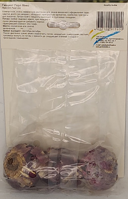 Гиацинт Перл Микс (1шт)