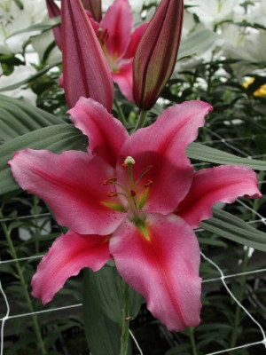 Лилия Шаньдунь (1шт) 3852