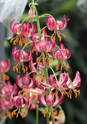 Лилия Слейтс Морнинг (1шт) 5406