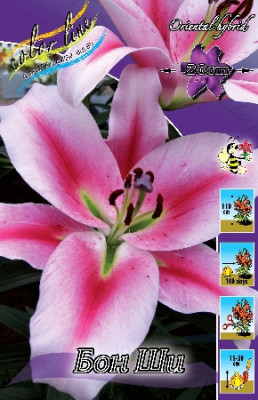 Лилия Бон Ши (1шт) 3833