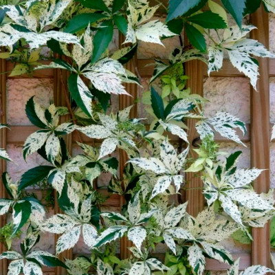 Девичий виноград Стар Шауэрс