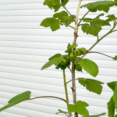 Смородина черная Селеченская-2 (3)