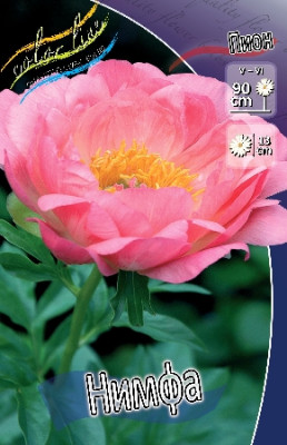 Пион Нимфа (1шт) 1700