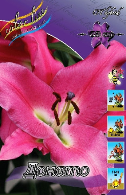 Лилия Донато (1шт) 3120