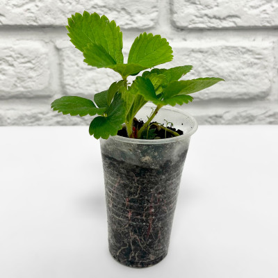 Клубника ФЕСТИВАЛЬНАЯ рассада