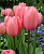 Тюльпан Дизайн Импрешн (1шт) 120553