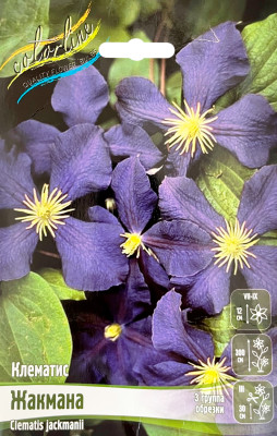 Клематис Жакмана (1шт)