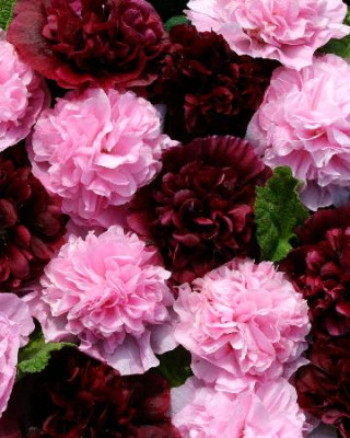 Мальва Верри Берри (1шт)