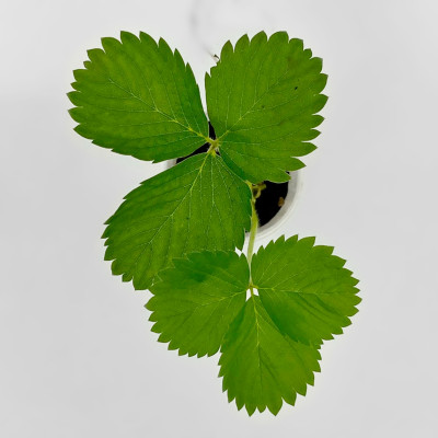 Клубника КЛЕРИ (2)