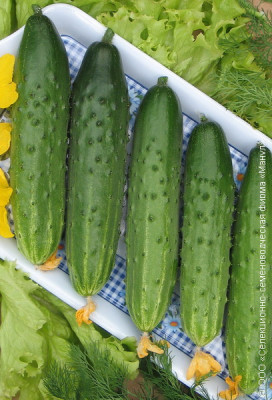 Огурец Марафон F1