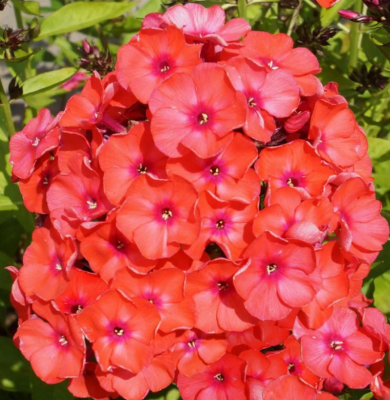 Флокс Оранж Перфекшион (2шт)