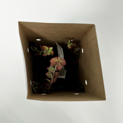 Бересклет Эмеральд Гаити