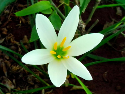 Зефирантес Кандида (10шт)