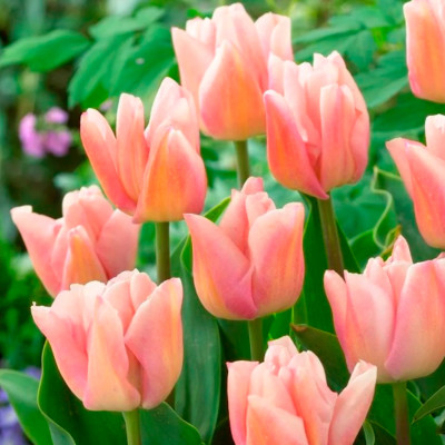 Тюльпан Реджойс (1шт)