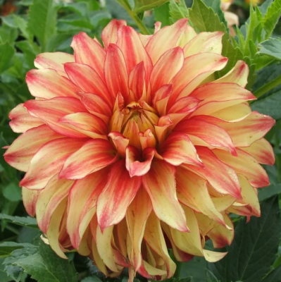 Георгин Мисс Бренди 1шт