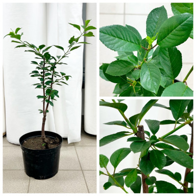 Вишня Шоколадница саженцы микс