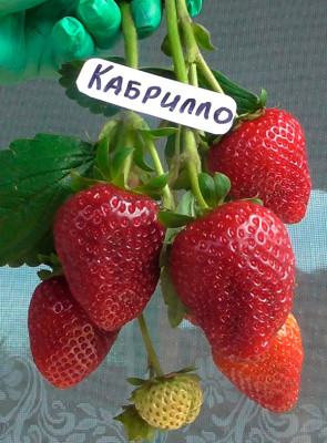 Земляника (Клубника) Кабрилло в кассете