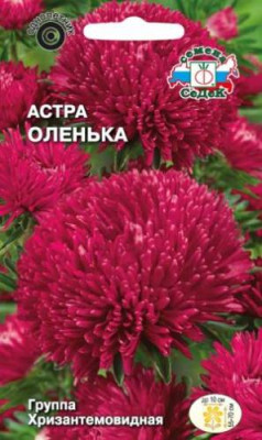 Астра Оленька (гибридная группа, малиново-розовая) Астра Оленька (гибридная группа, малиново-розовая)
