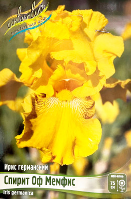 Ирис Спирит Оф Мемфис (1шт)