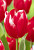 Тюльпан Темптейшн (1шт) 5931