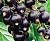 Смородина черная Виноградная