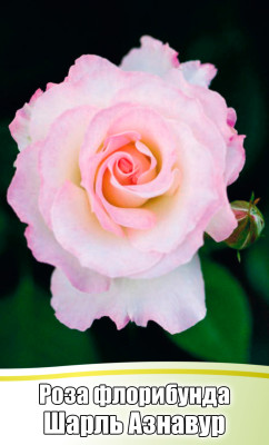 Роза Шарль Азнавур флорибунда