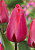 Тюльпан Барре Альта (1шт) 2627