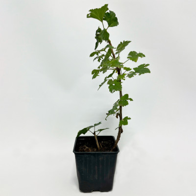 Смородина белая Зитавиа